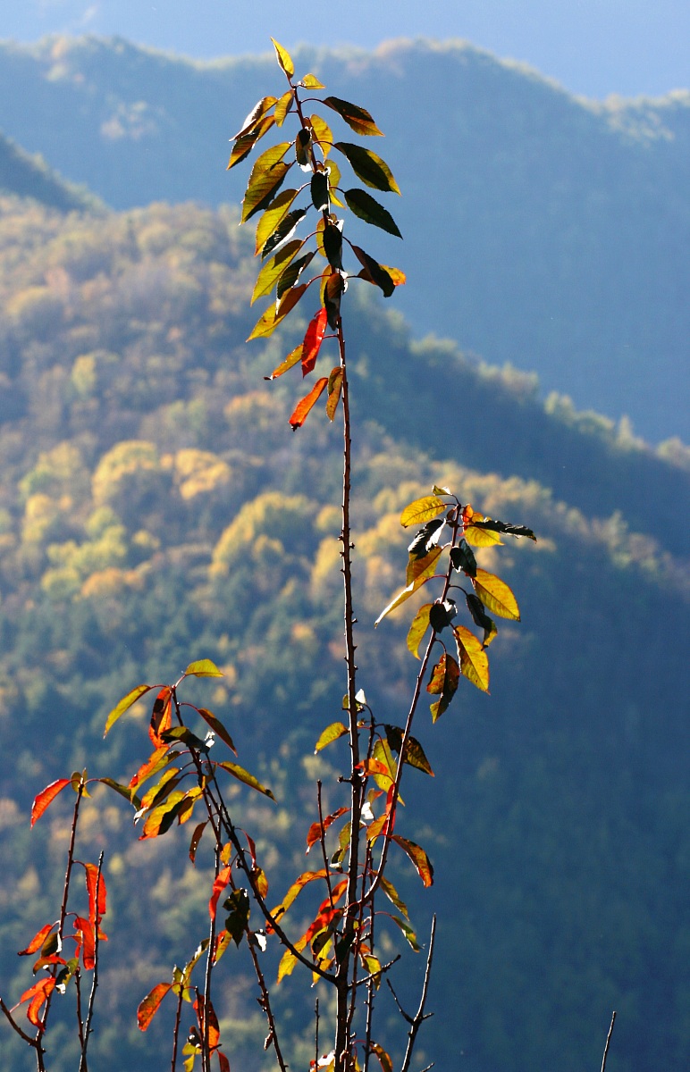 il ramo del buongiorno, Triora