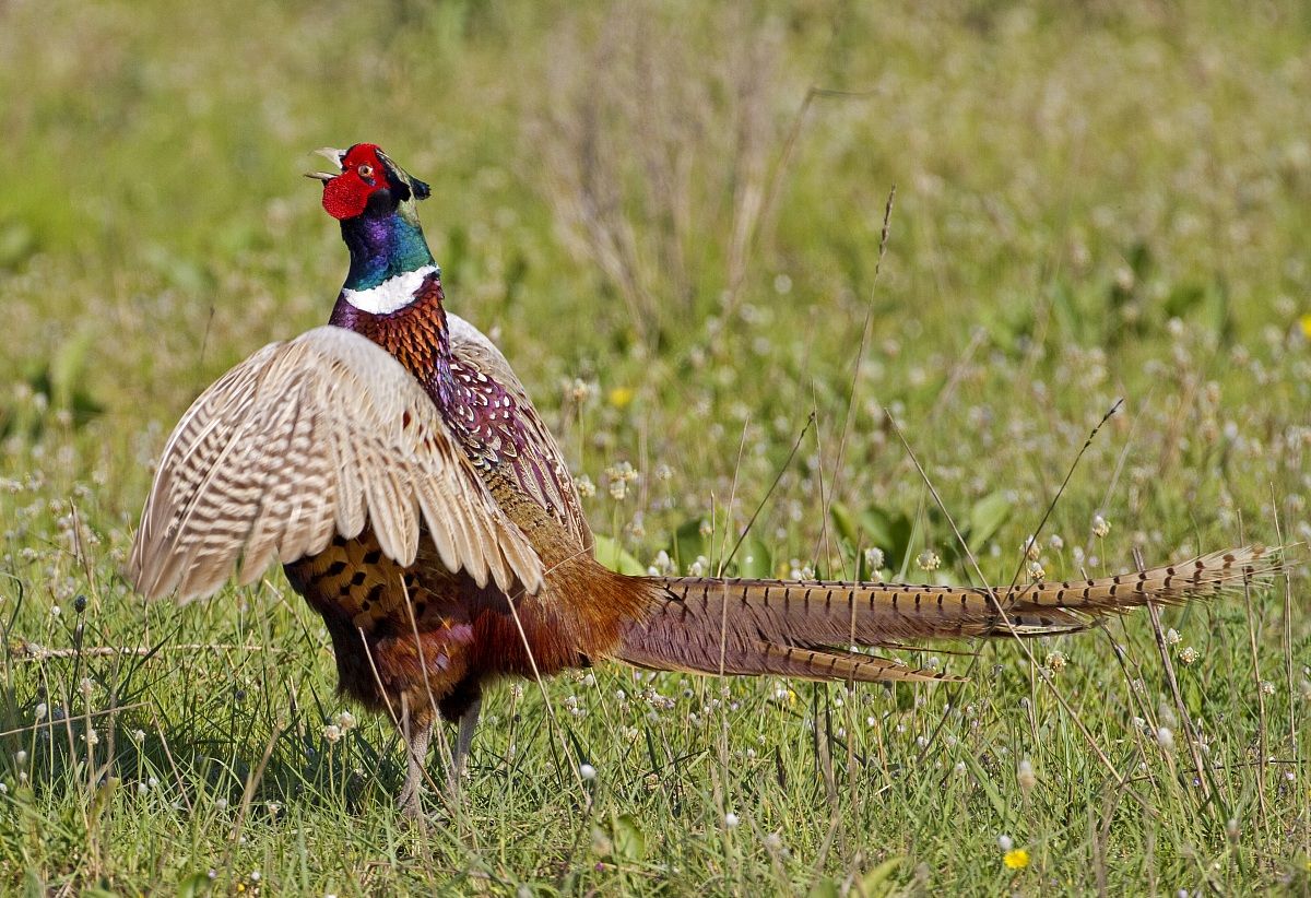 Pheasant in parade