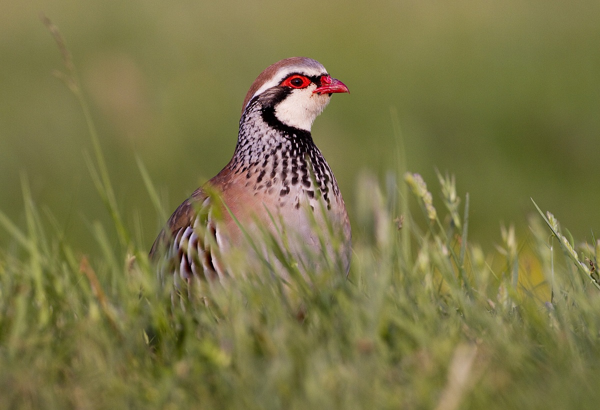 Red-legged Partridge