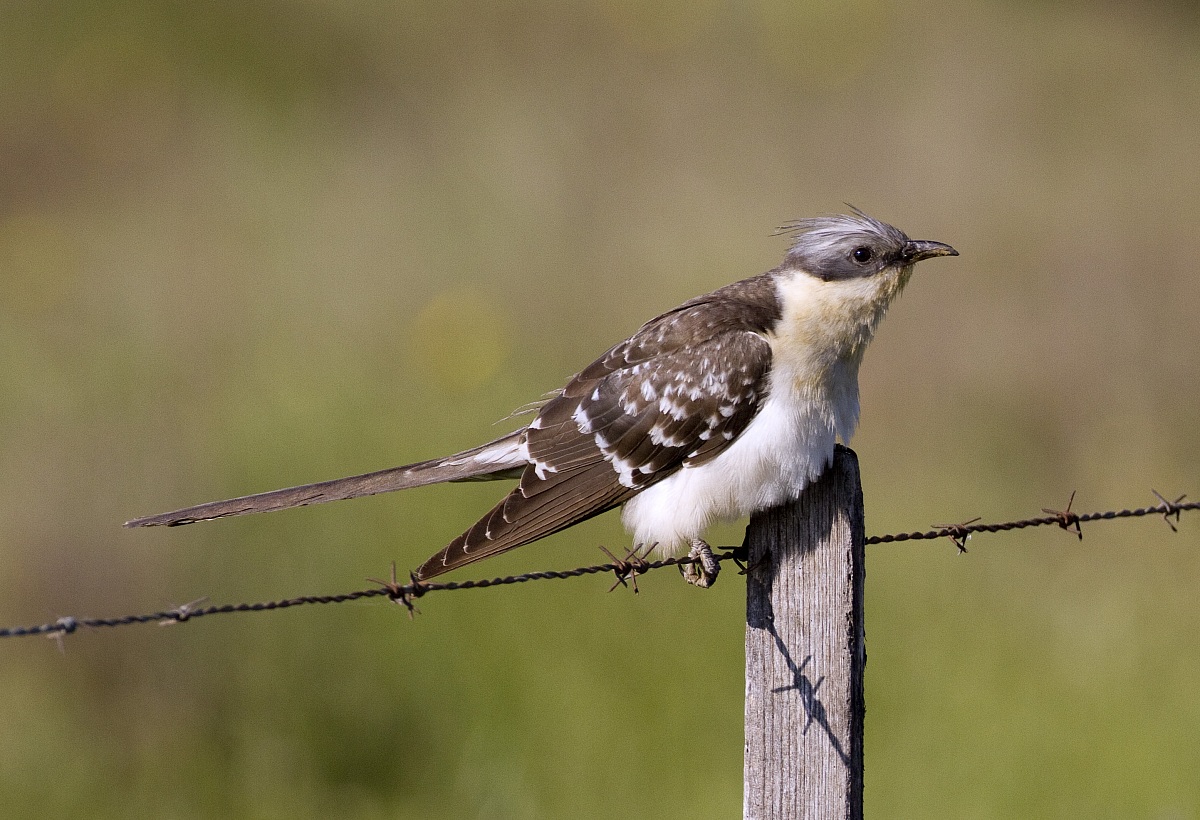 Spotted Cuckoo
