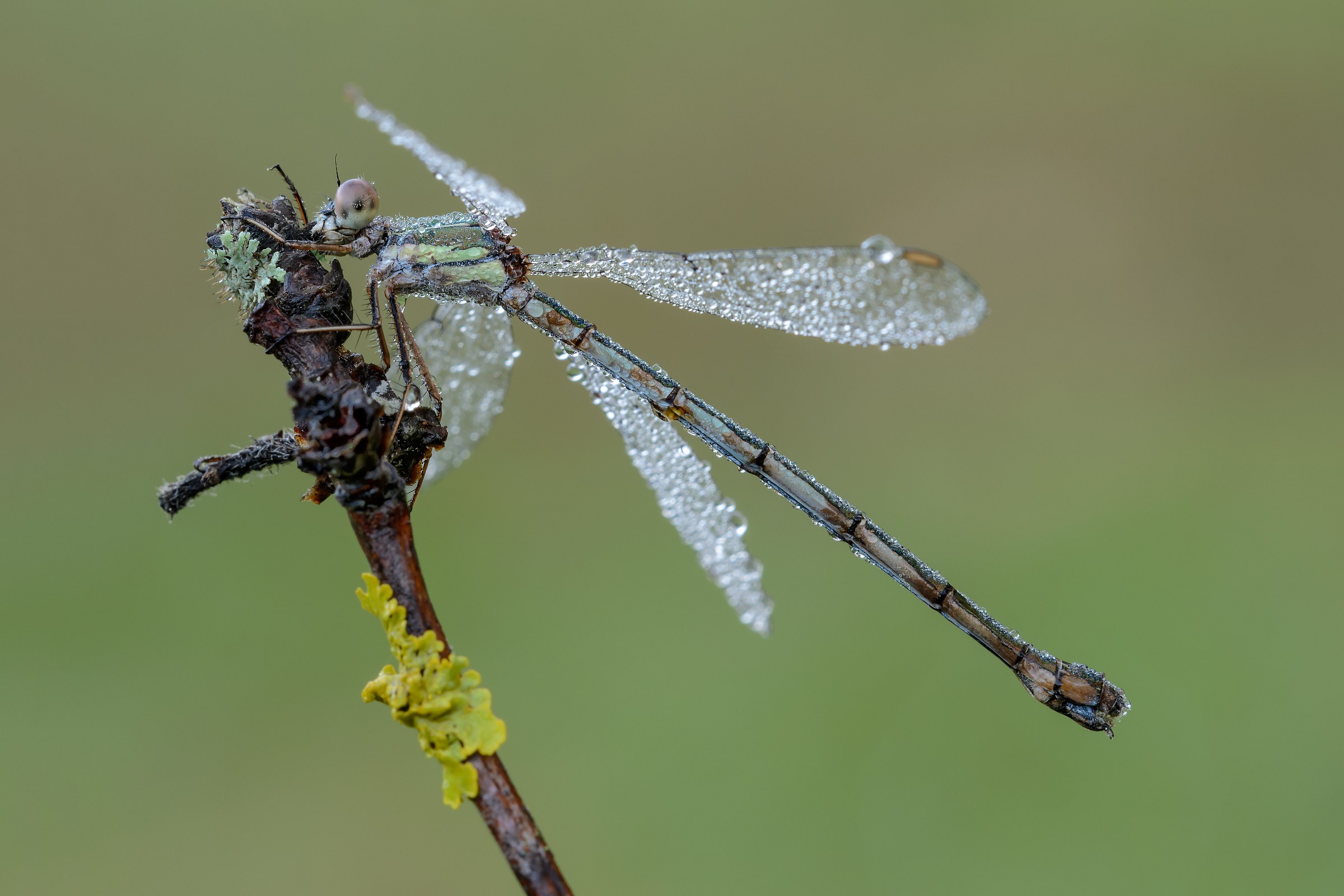 Maid on the moss