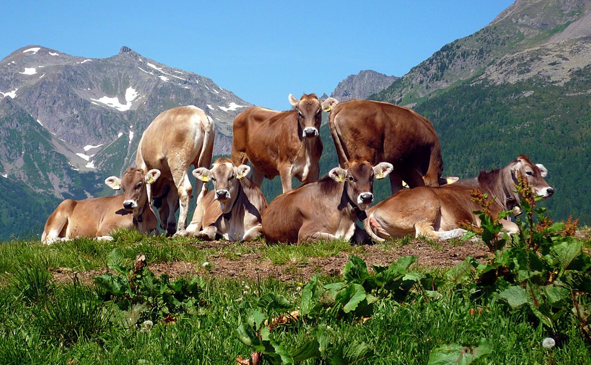 Gruppo di famiglia in un esterno