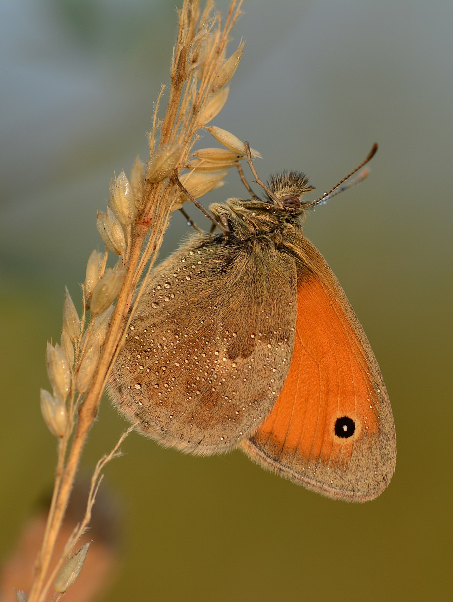 Coenonympha Pamphilius
