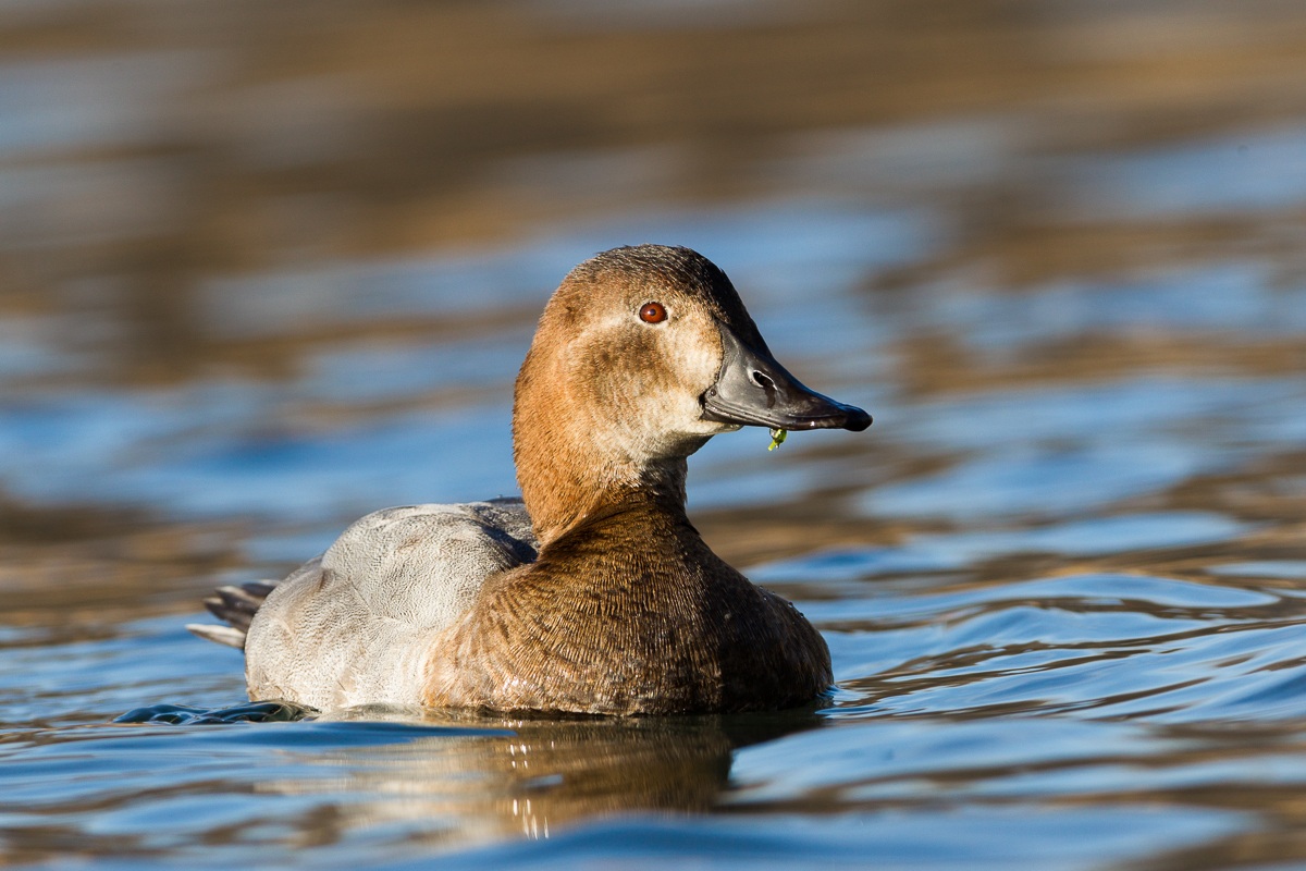 Pochard ...