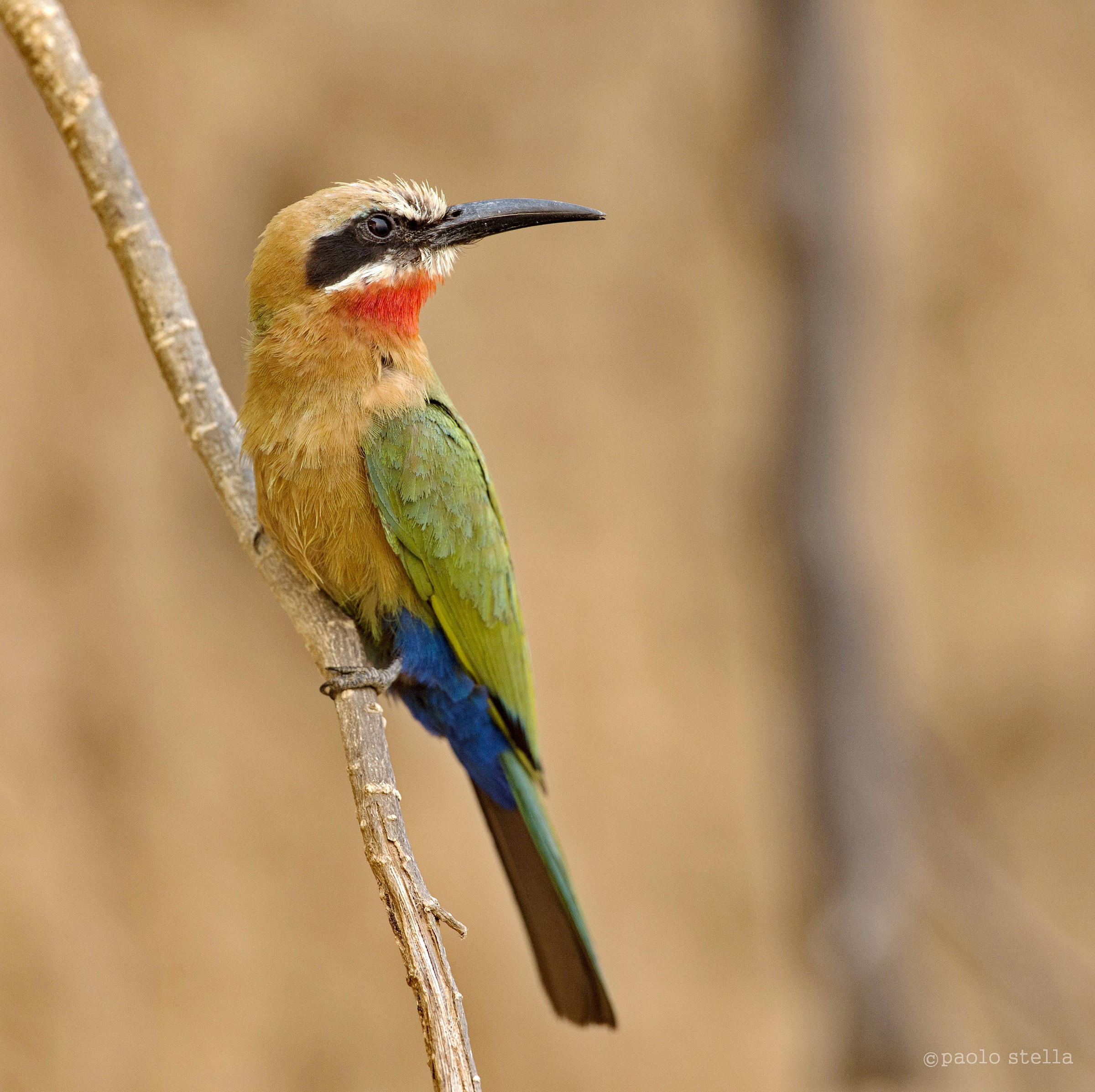 White-fronted Bee-eater