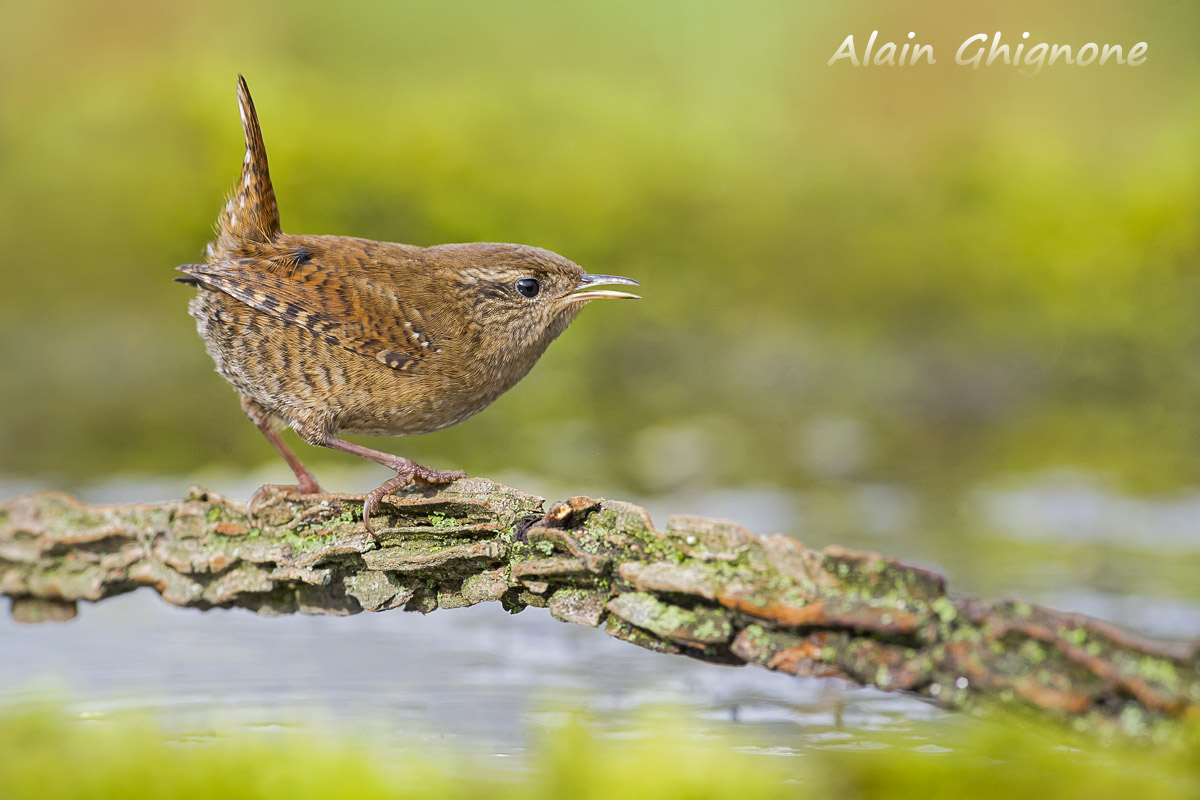 scricciolo su ponticello