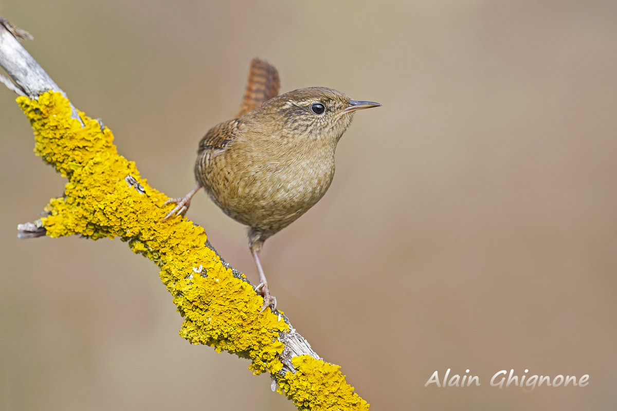 scricciolo su licheni