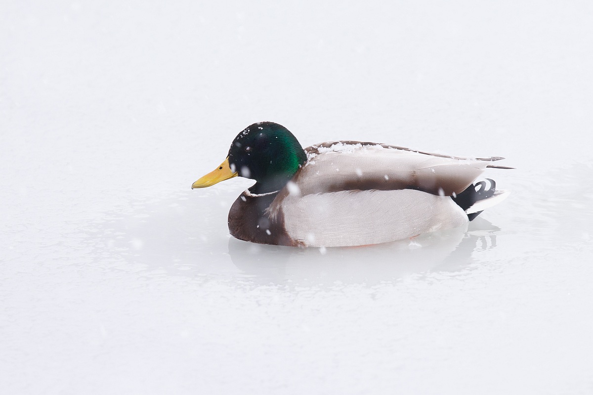 germano reale sul lago ghiacciato