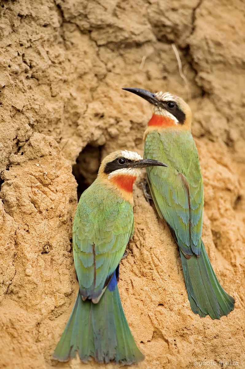 in front of the nest (White-fronted Bee-eater)