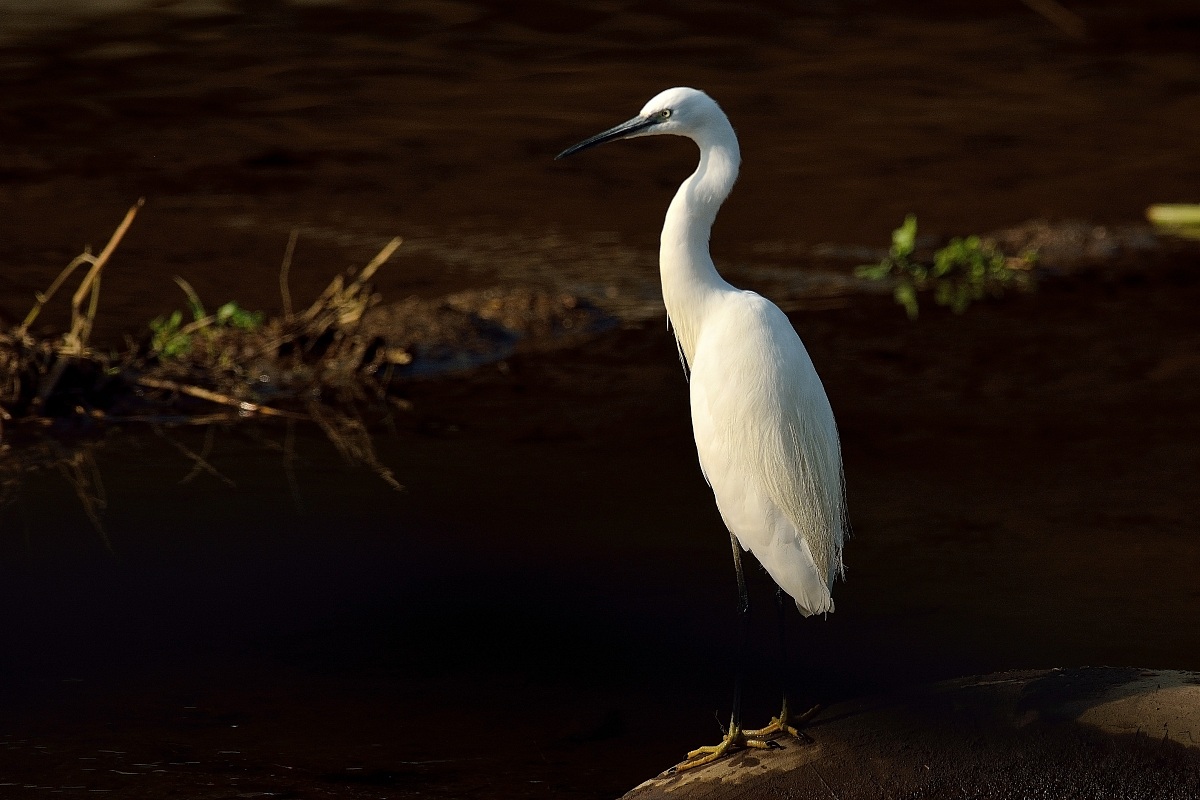 Egret