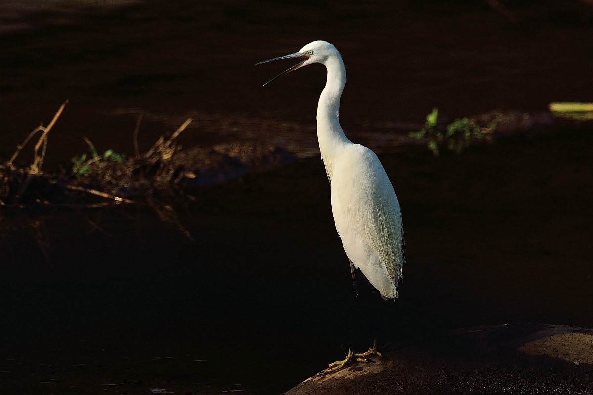 Egret