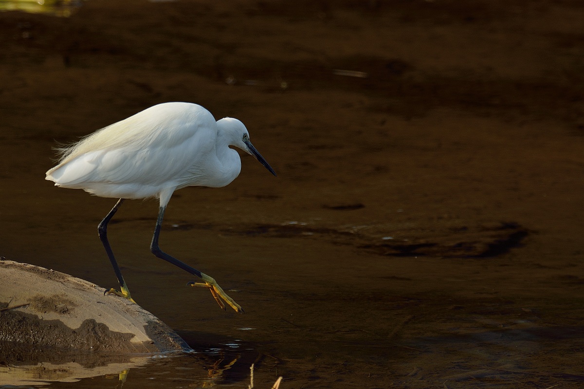 Egret