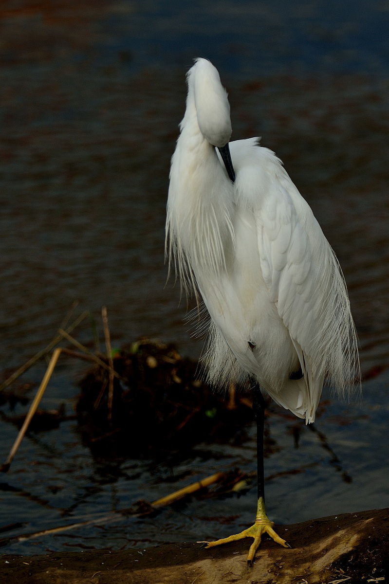 Egret