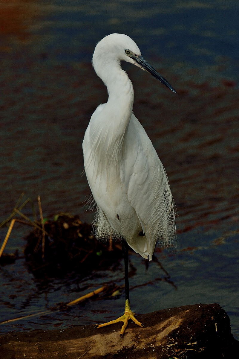 Egret