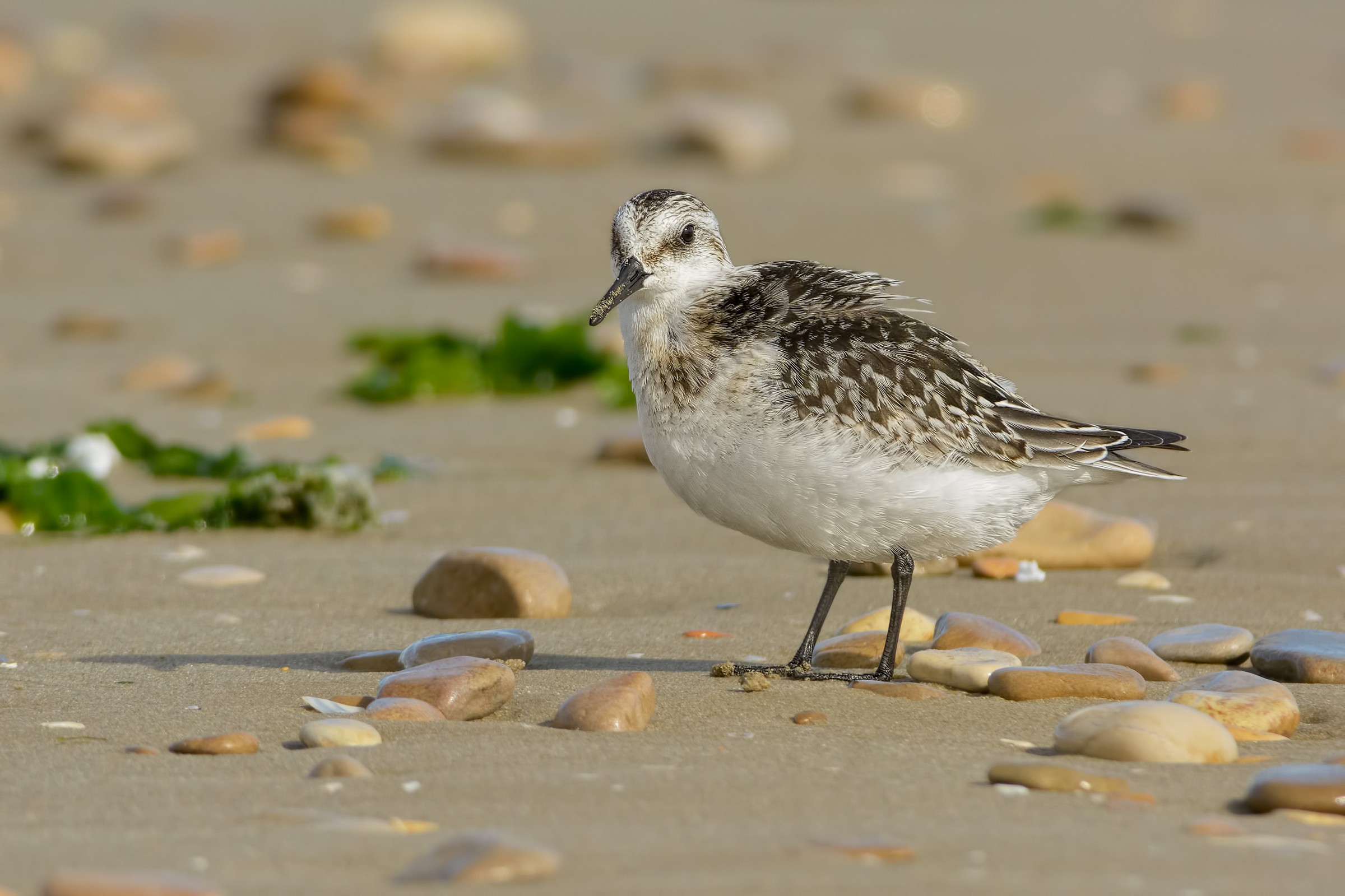 Sanderling (Calidris alba)