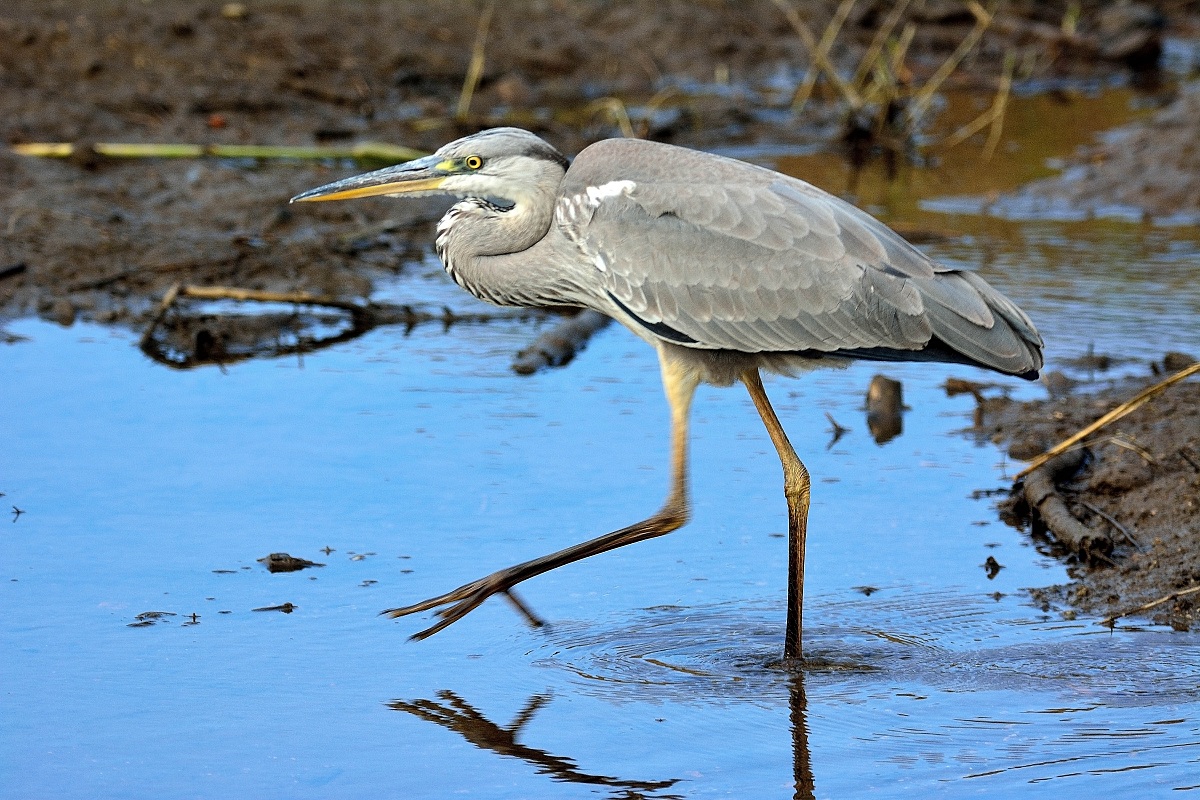Grey Heron