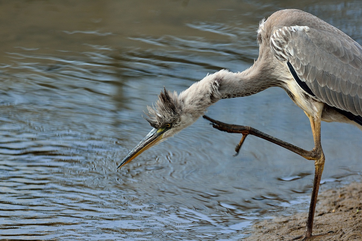 Grey Heron