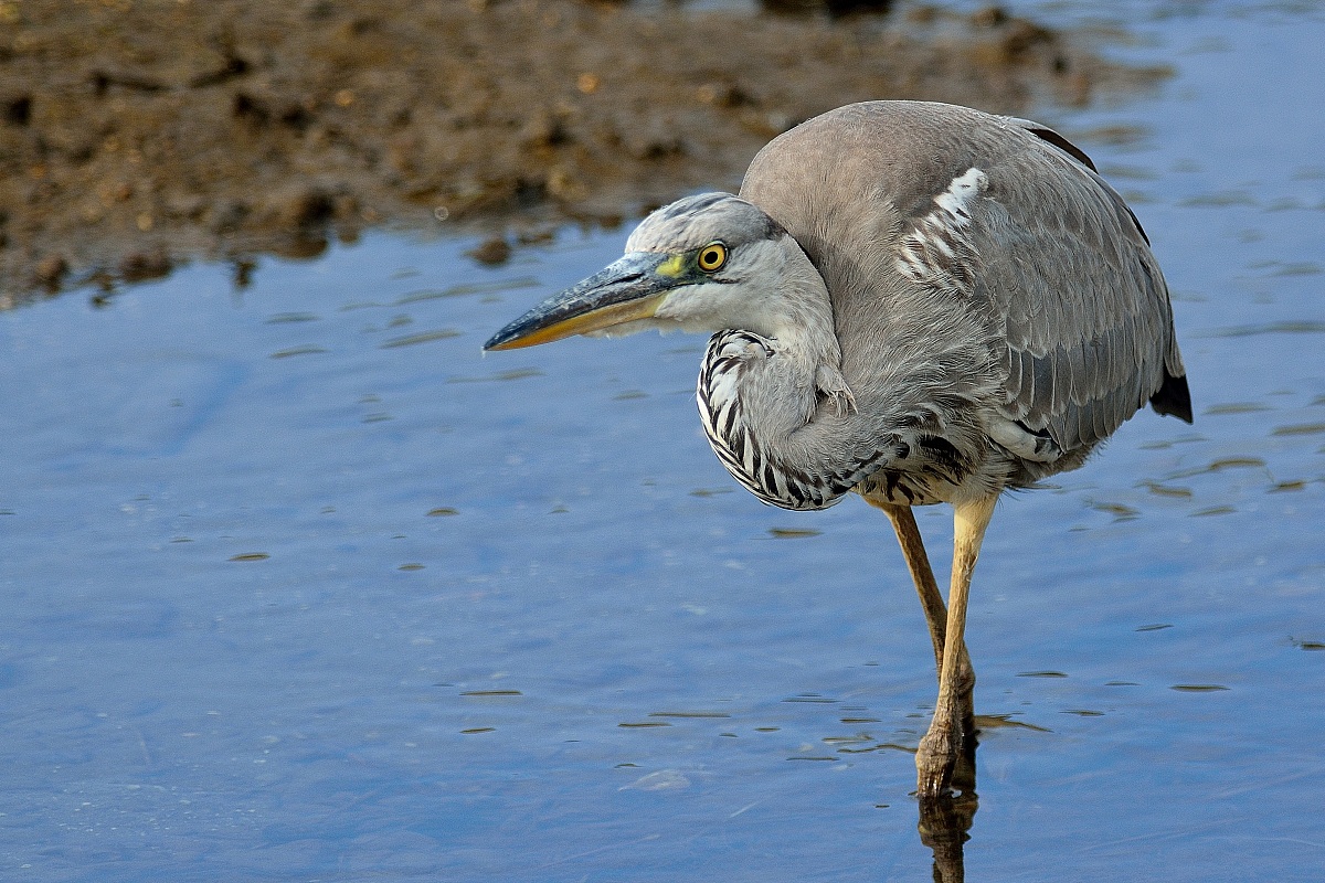 Grey Heron