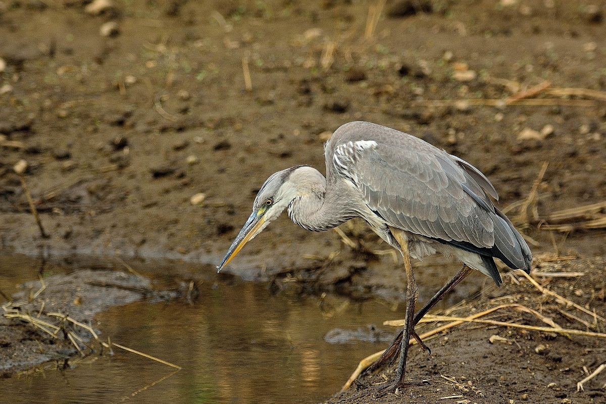 Grey Heron