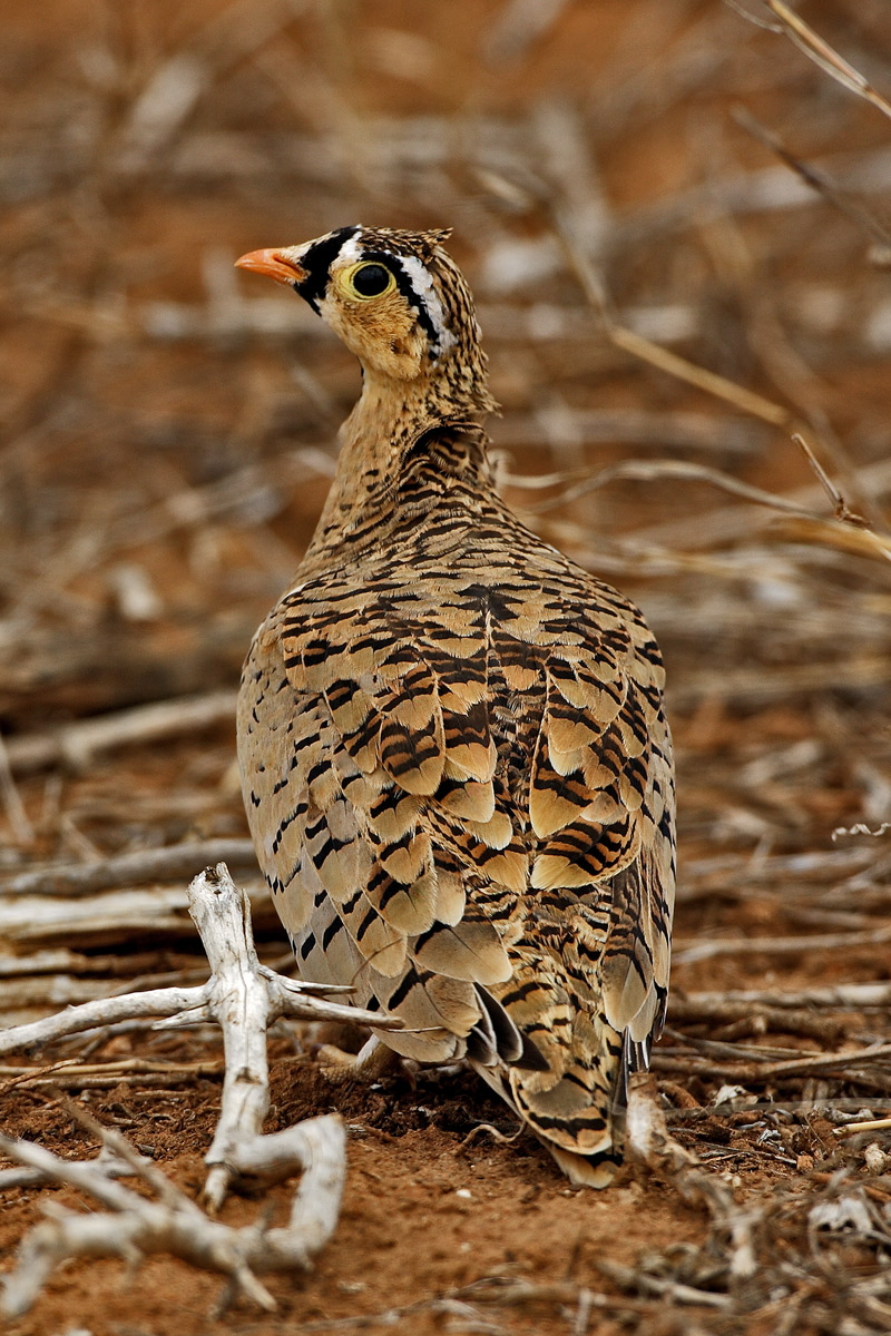 Grandule Faccia nera (Black-faced sandgrouse) - Kenya