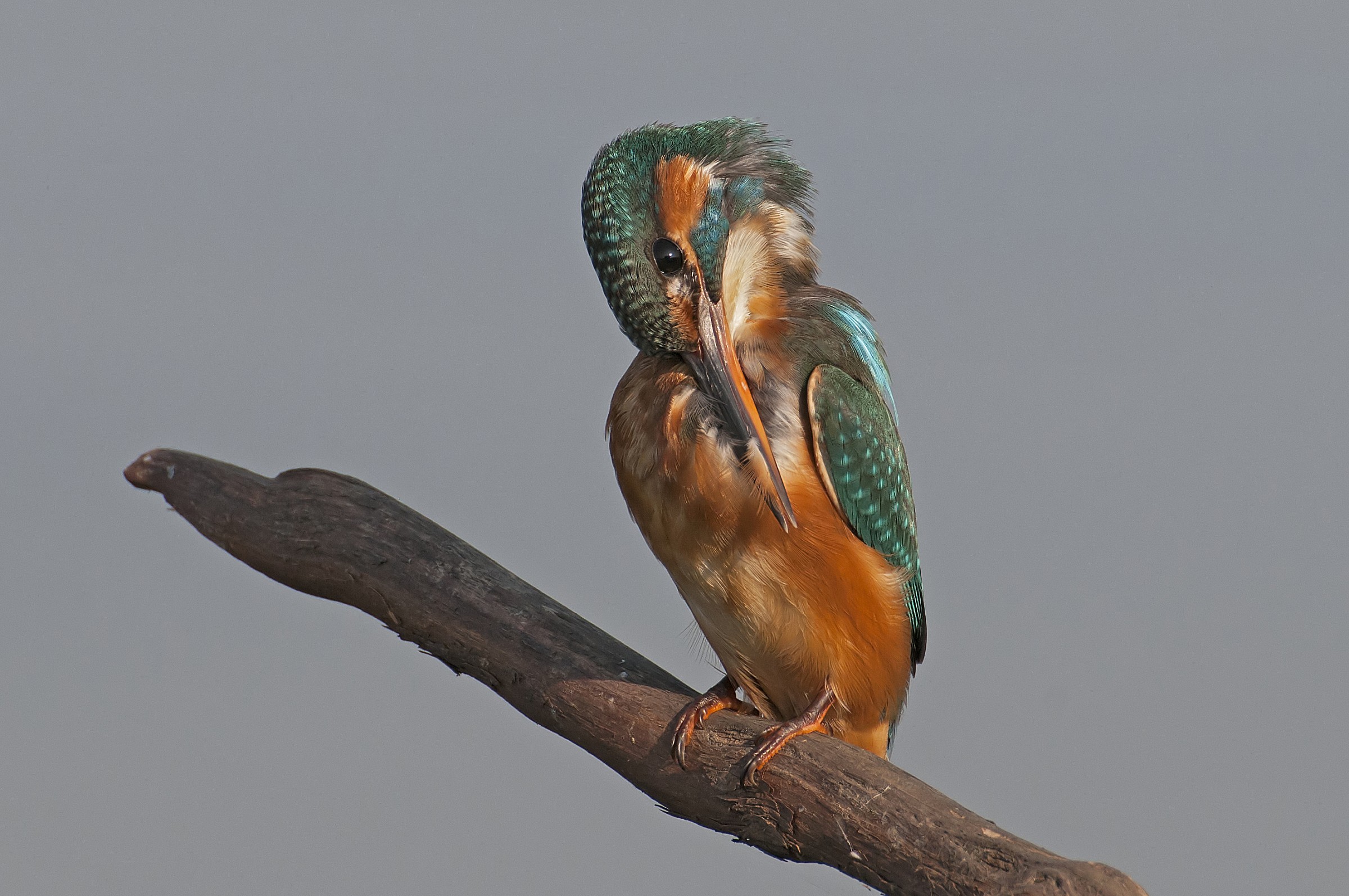 Cleaning morning ...