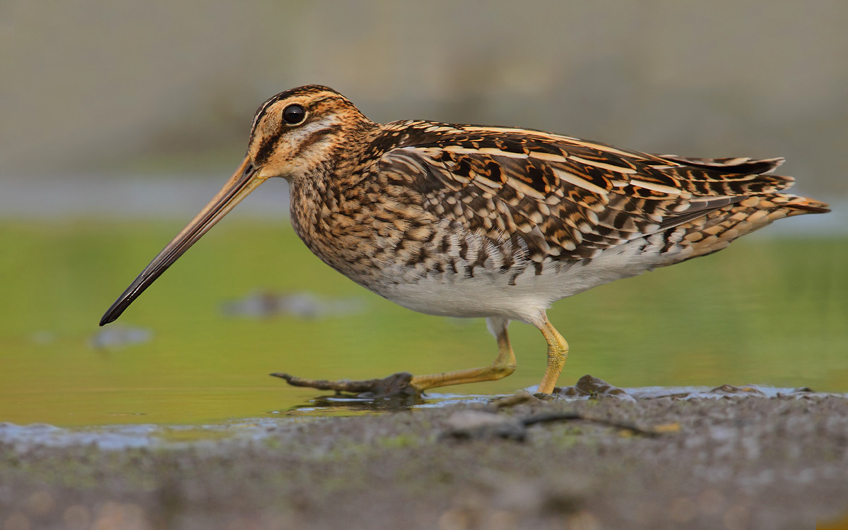 snipe