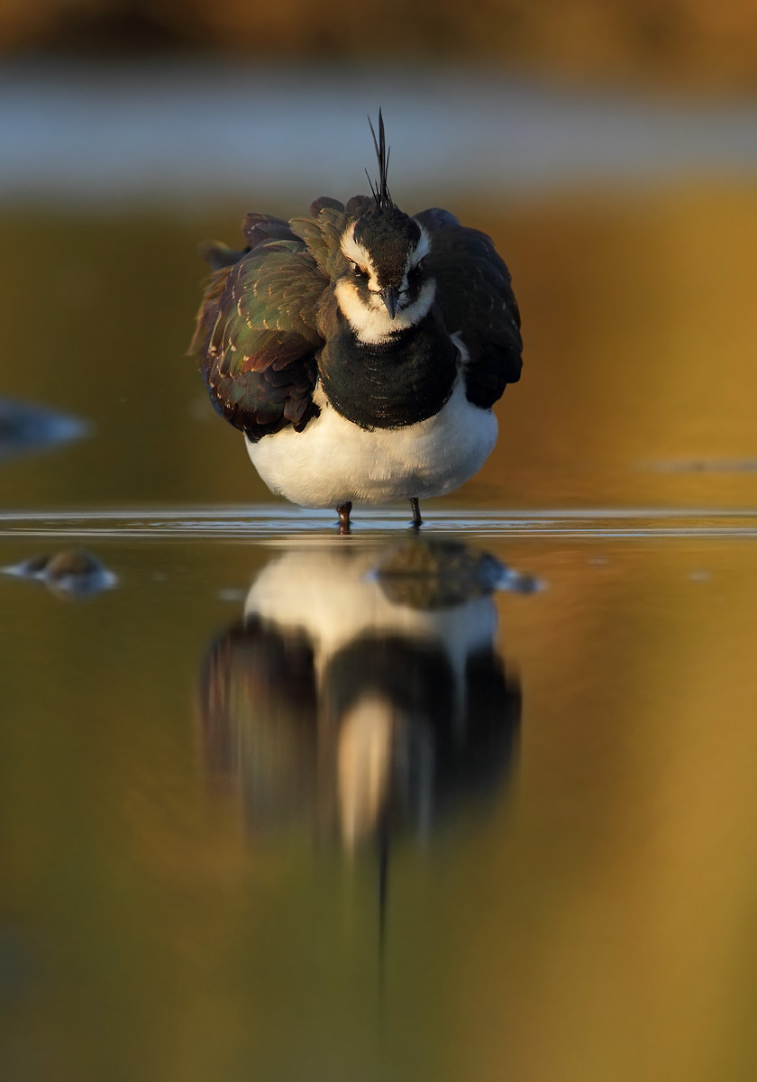 Lapwing