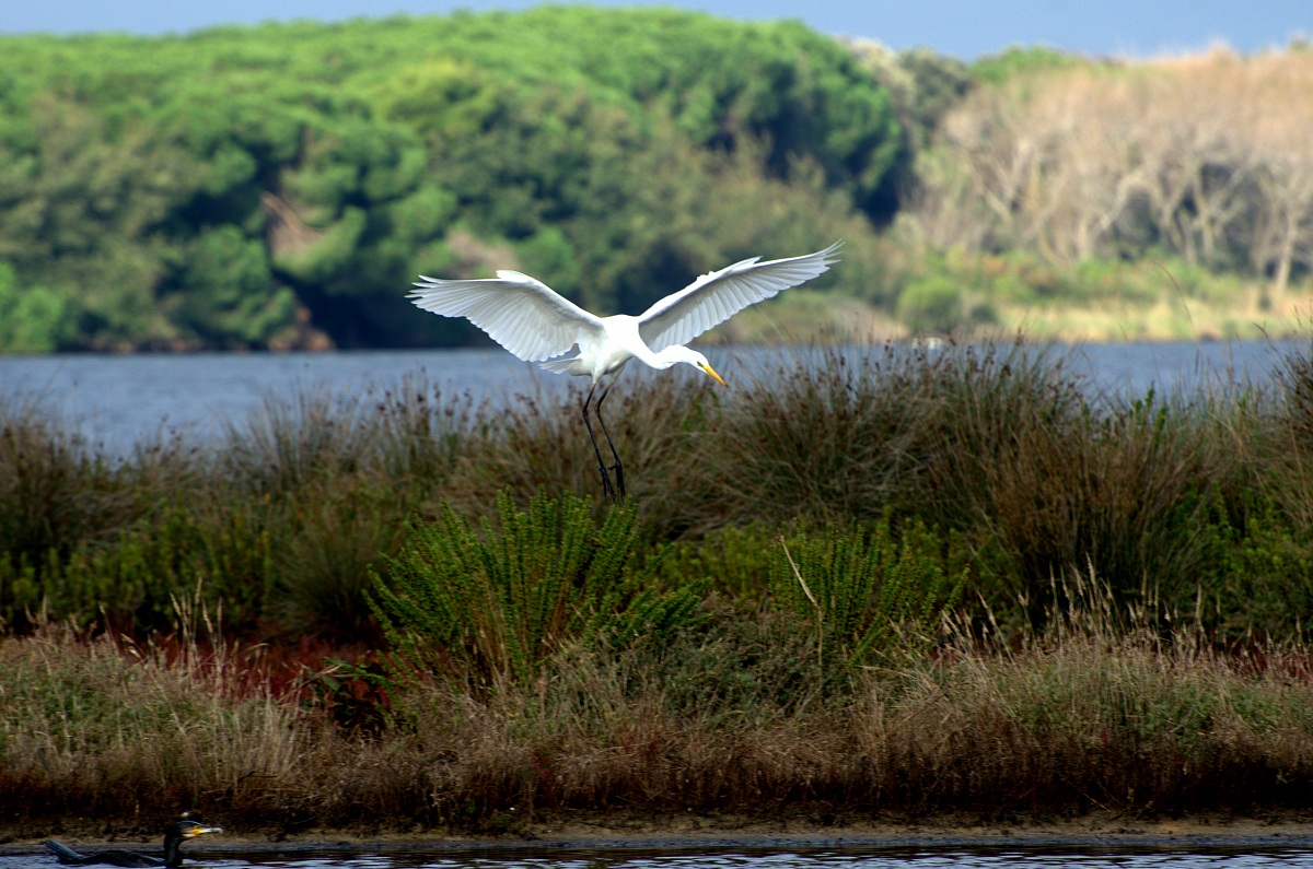 Airone bianco in autunno