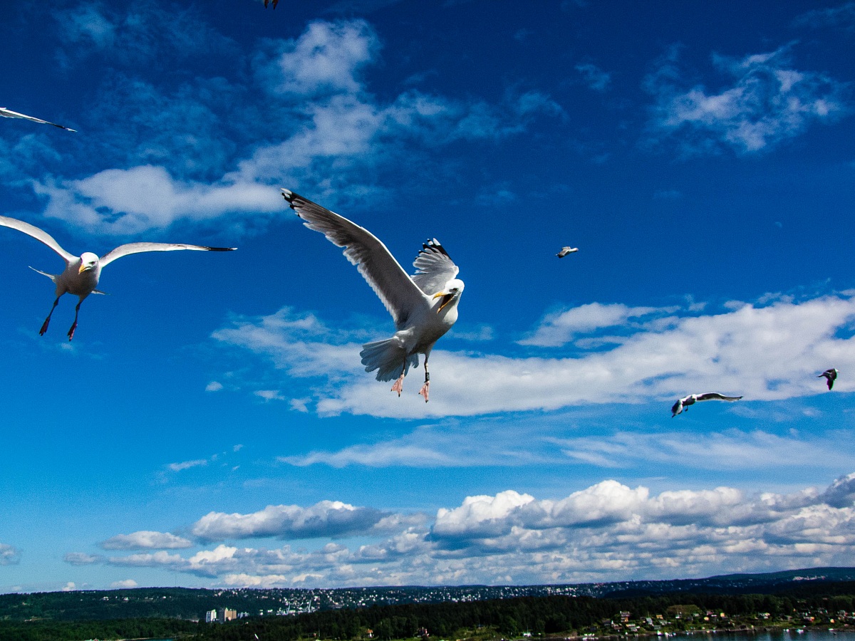 Seagulls