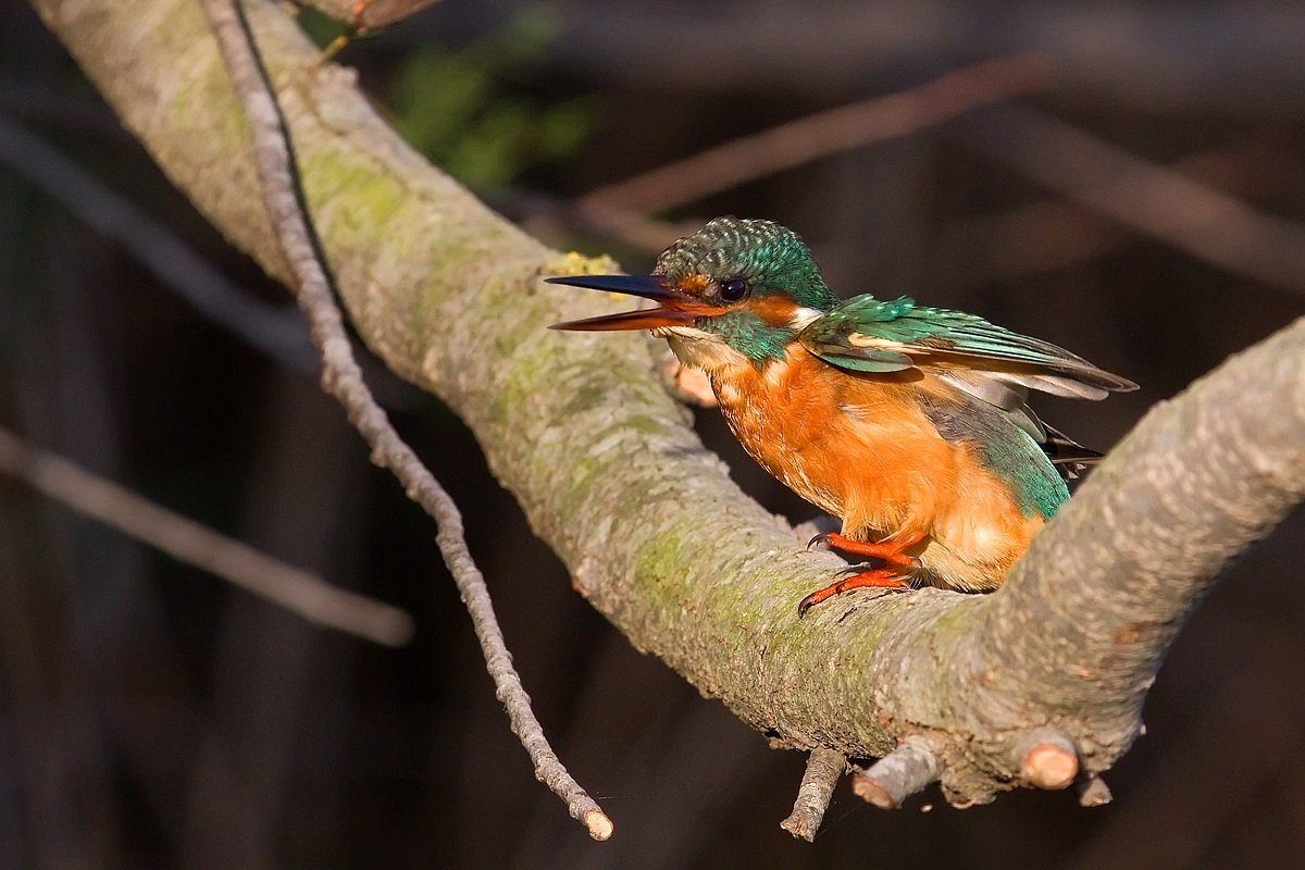 Kingfisher