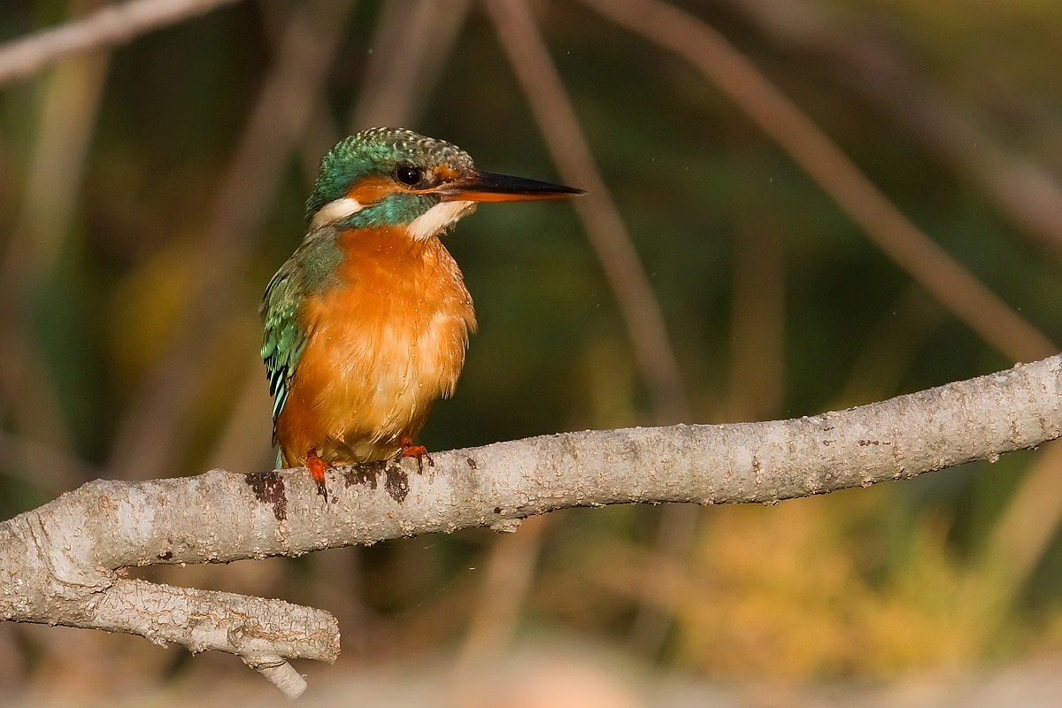 Kingfisher