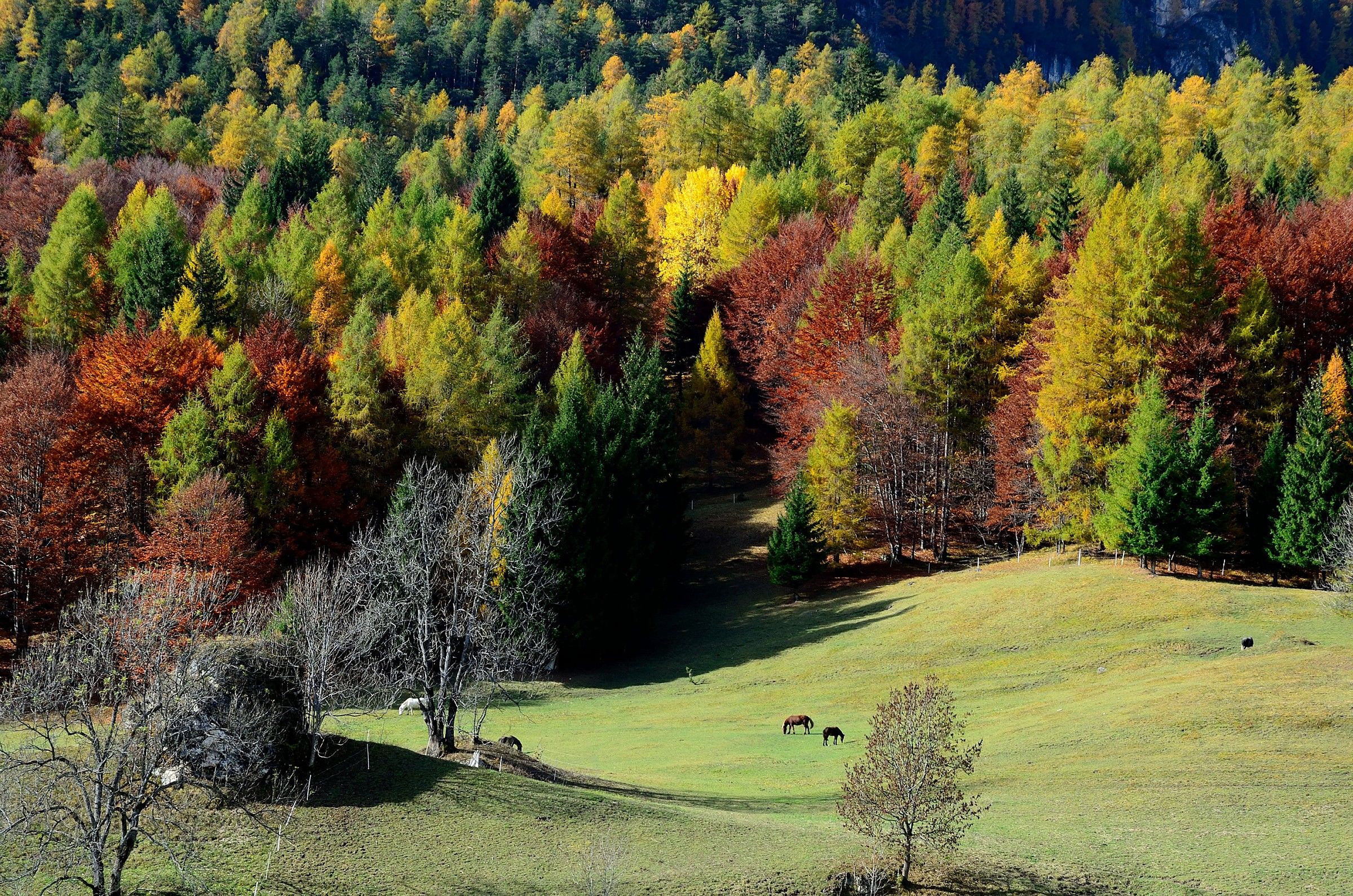 autunno a Cortina