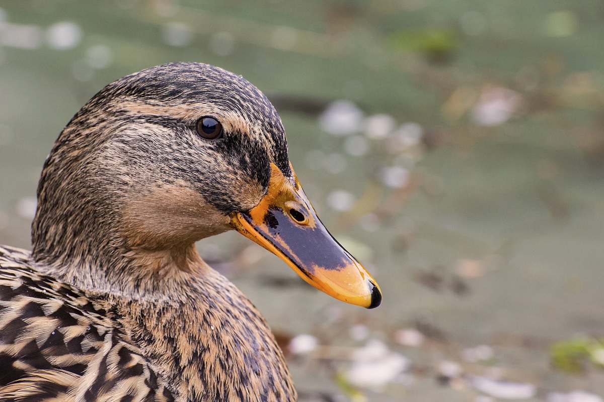 Female Mallard