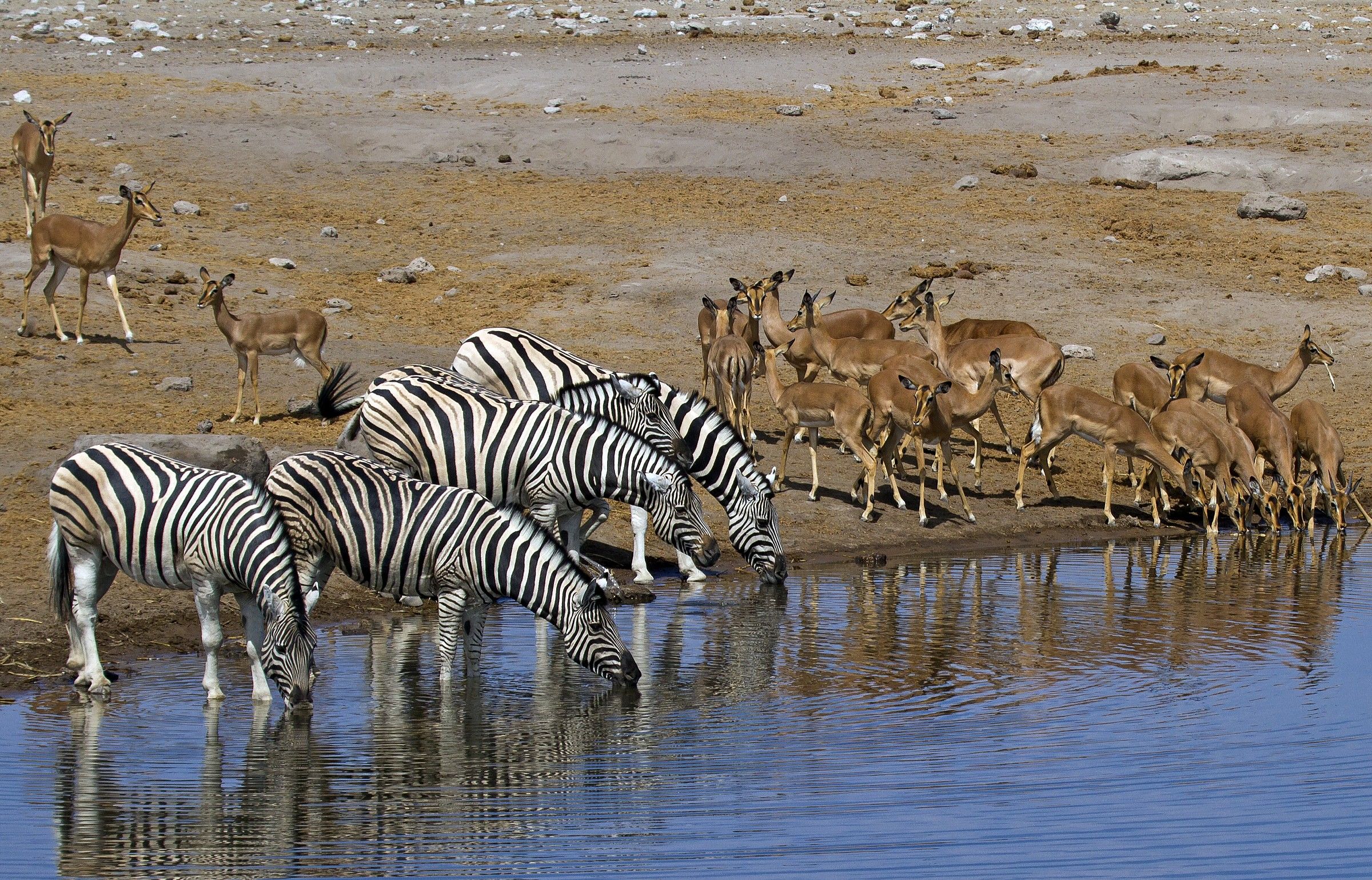 Bere 12 - Assembramento