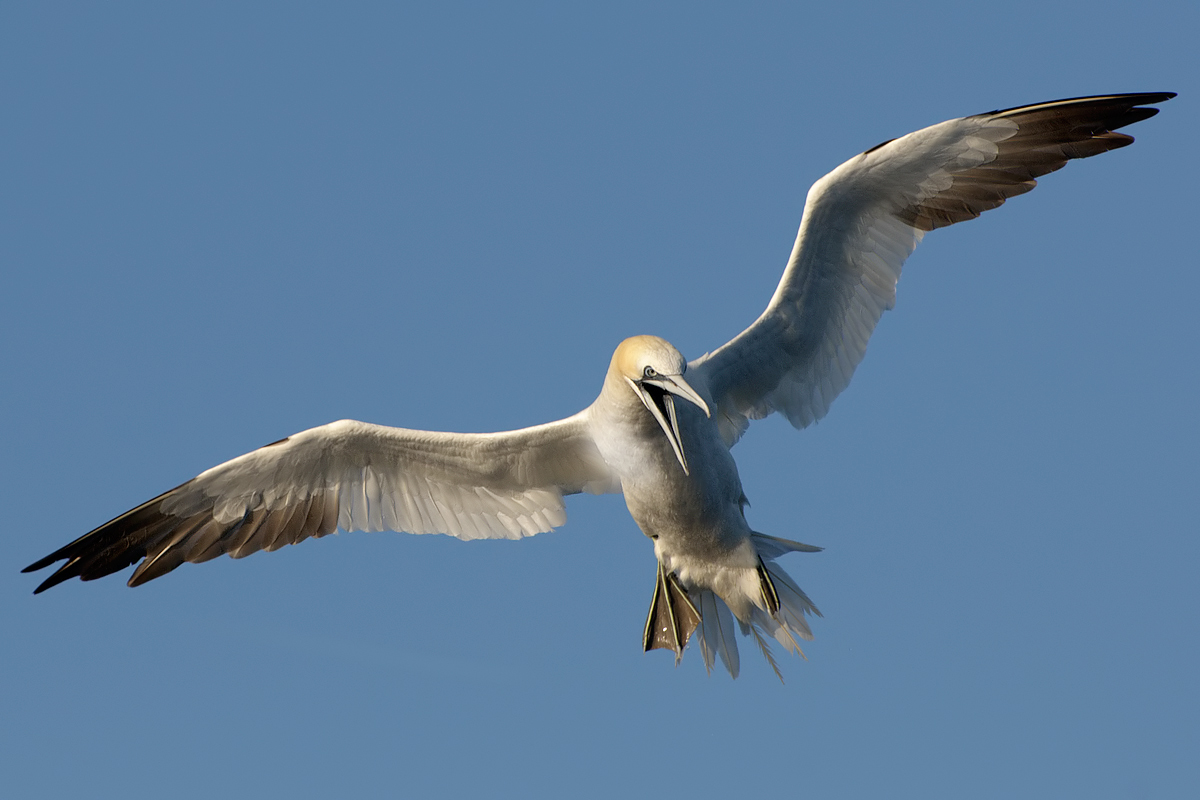 Sula bassana in tuffo (Morus bassanus)