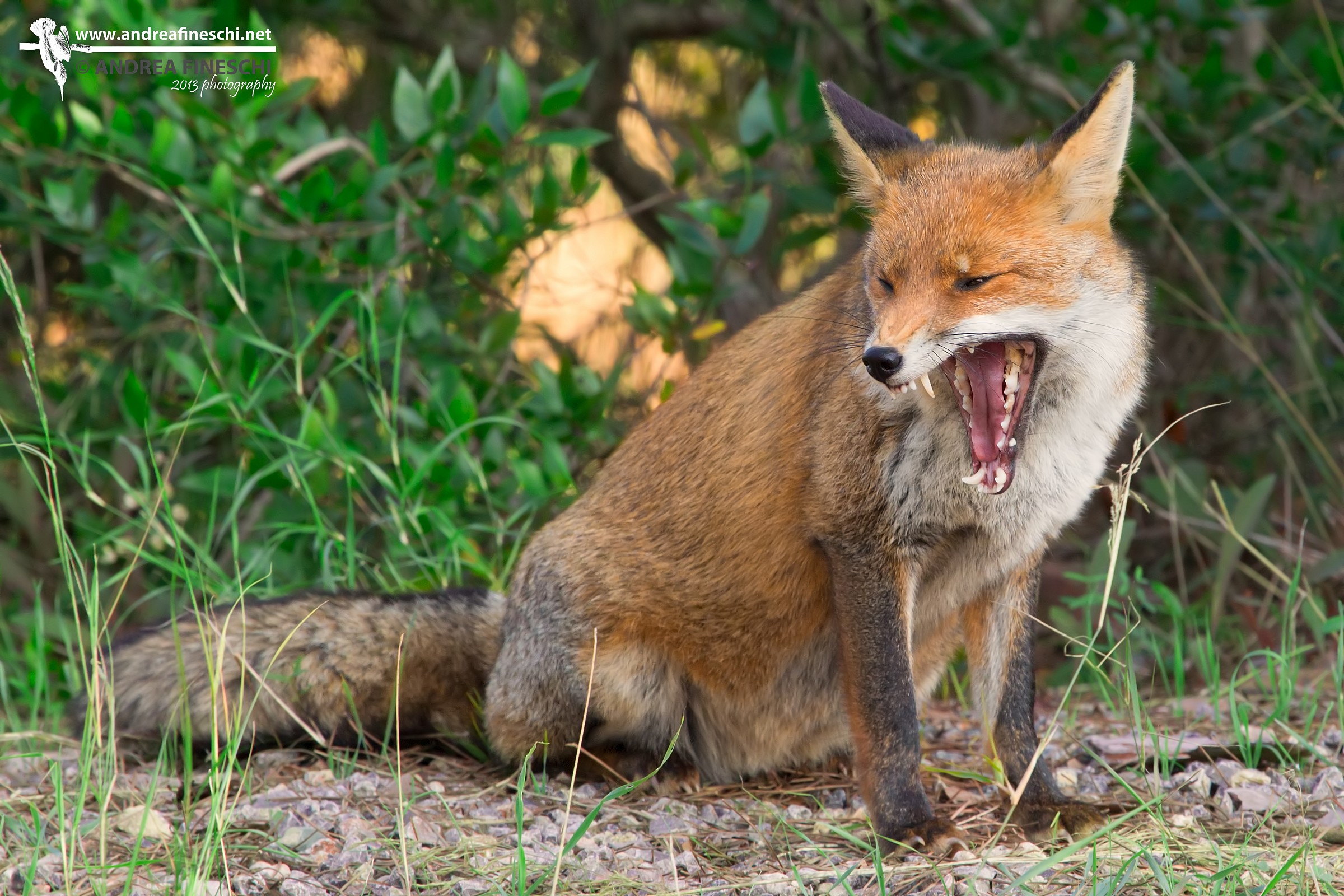 There yawn and yawn ...