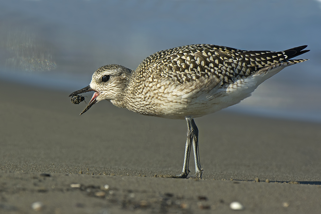 lo spuntino  ( pivieressa)