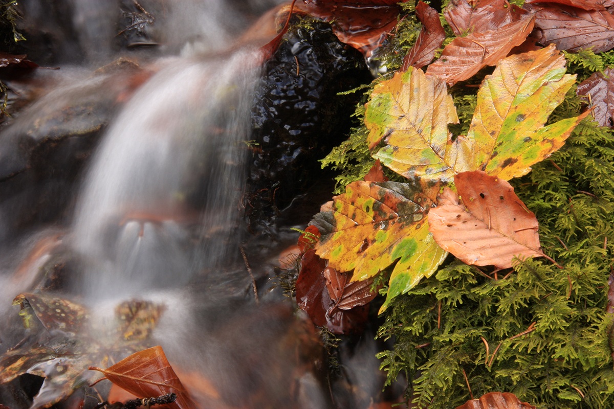 The undergrowth of Fusine