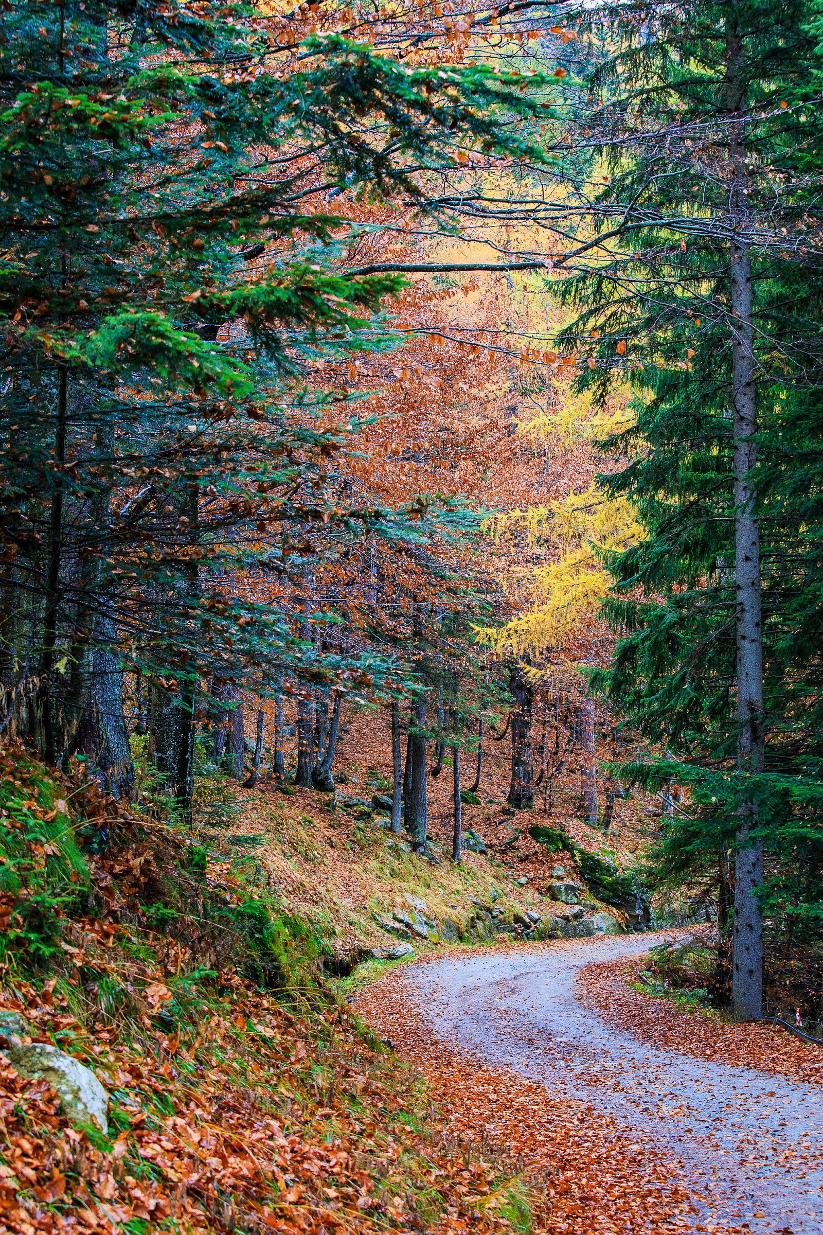 Camminando nell'Autunno