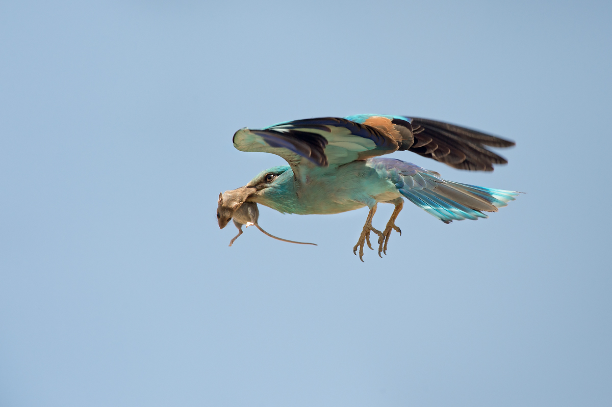 The Jay and the mouse