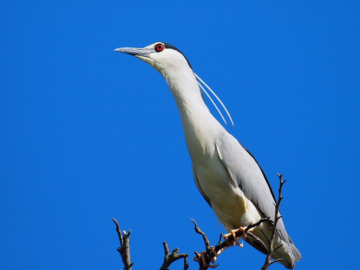 Night Heron