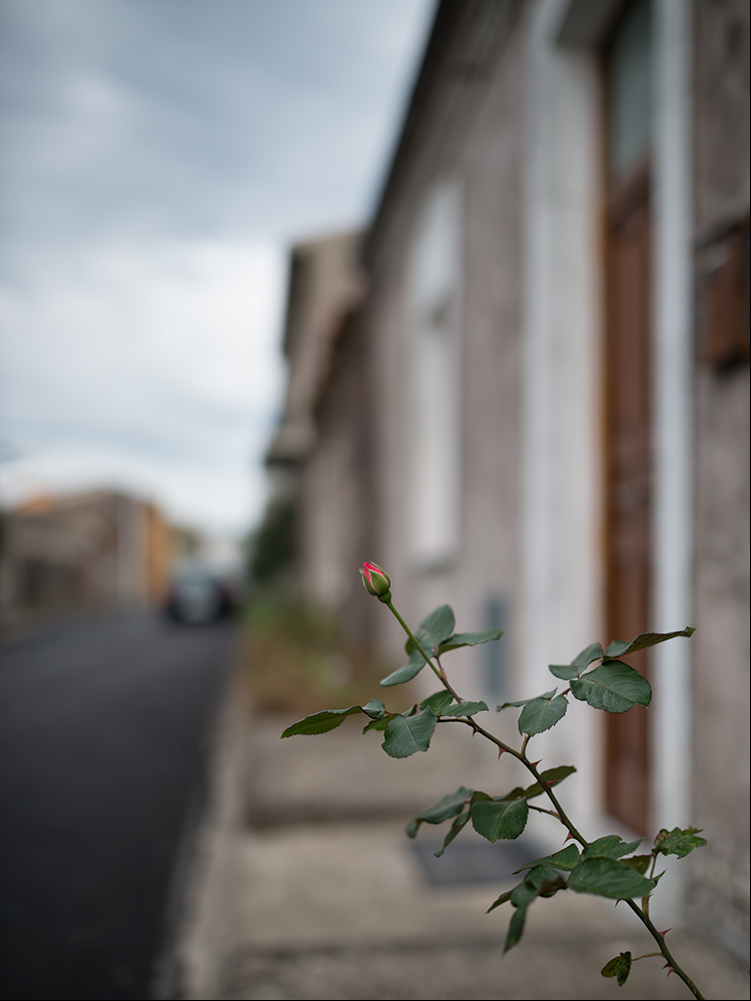 The Rose of the Street *