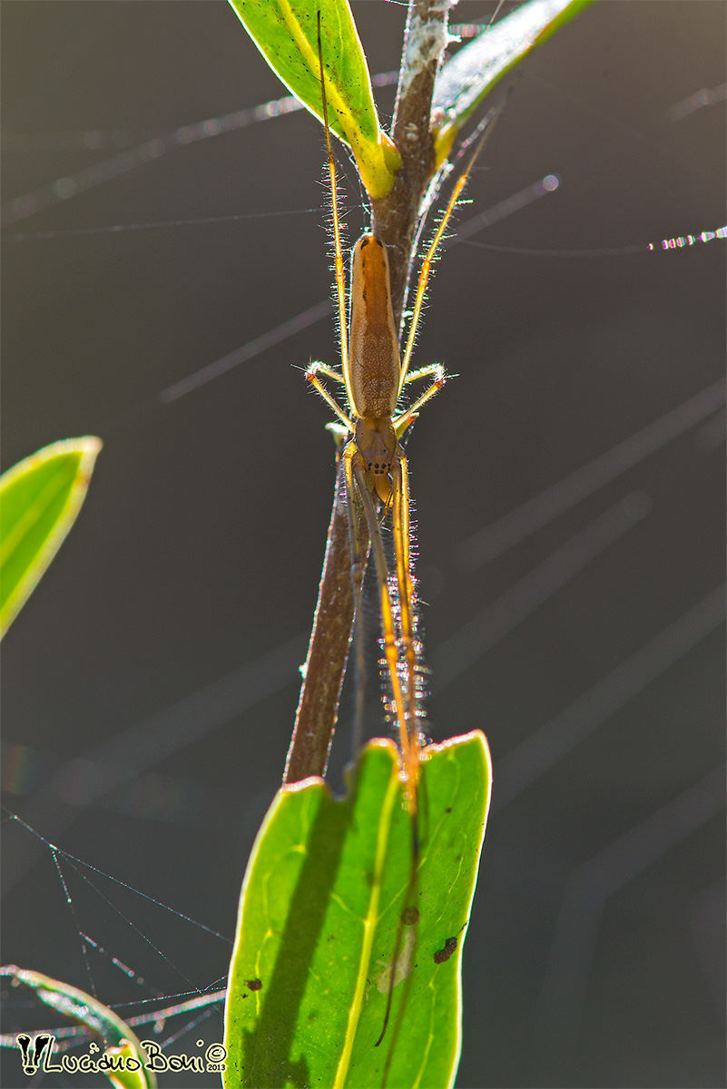Tetragnatha extensa