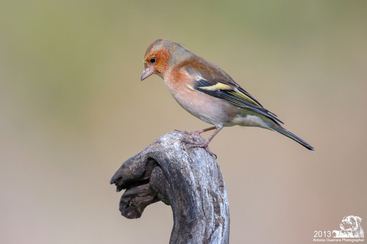 Chaffinch