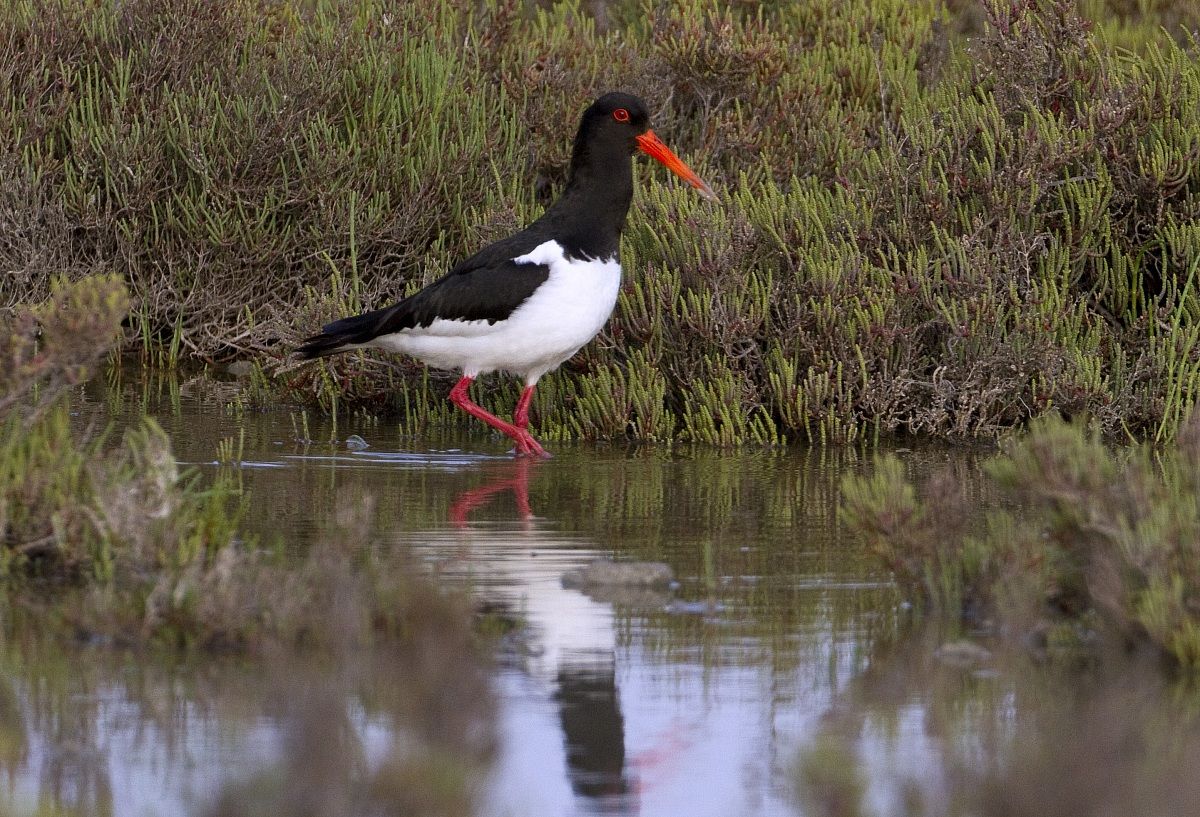Oystercatcher