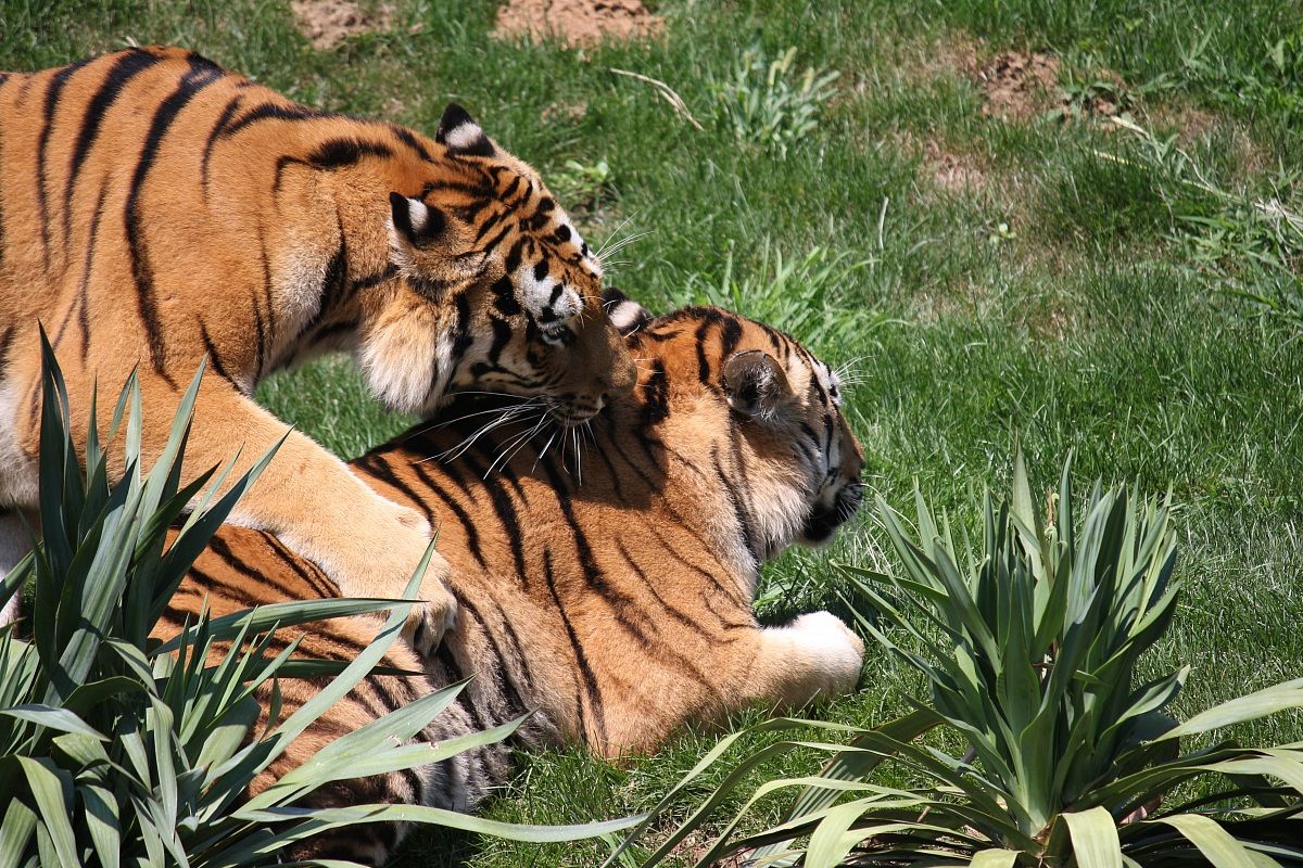 Zoom zoo (Cn) against tiger tiger