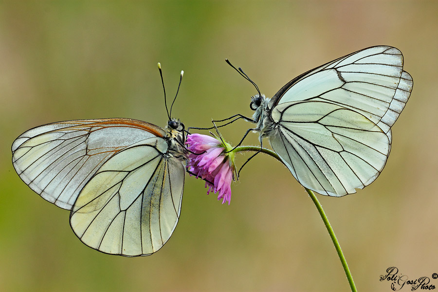 Pair of Aporia