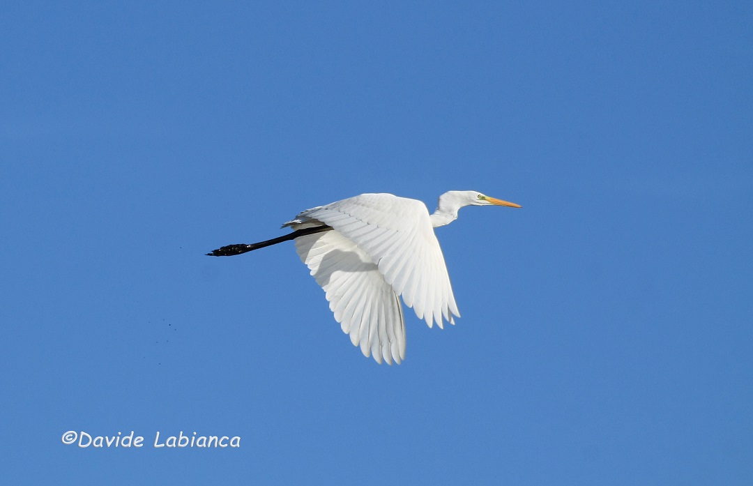 Egret