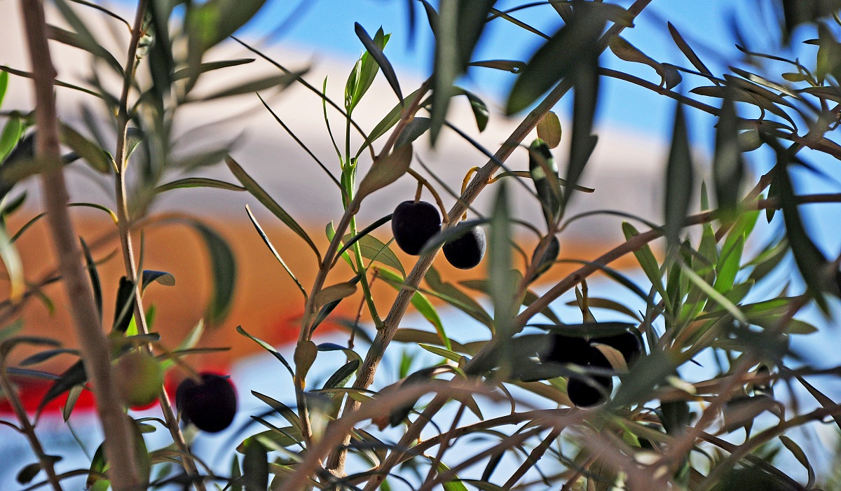 Le olive