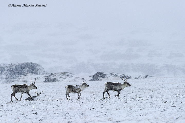 Reindeer in snow storm
